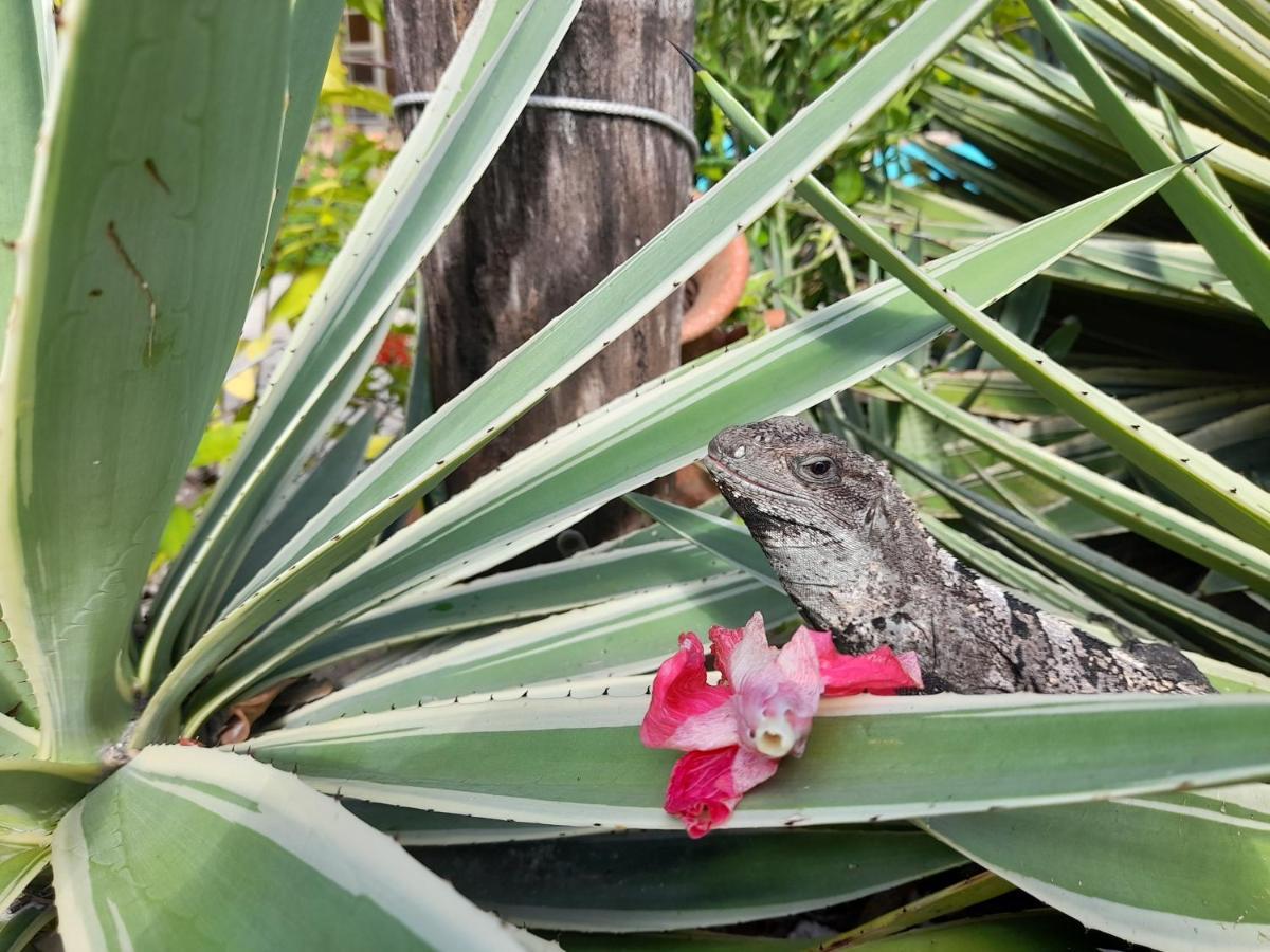 קיי קולקר Amanda'S Place Casa Amancer - Sea View, Pool And Tropical Garden מראה חיצוני תמונה